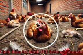 Chiến lược nhằm hạn chế sự lan truyền của bệnh ILT trên gà 